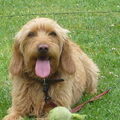 Basset Fauve de Bretagne
