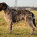 Korthals Griffon