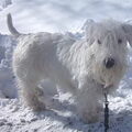 Sealyham Terrier