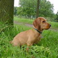 Basset Fauve de Bretagne