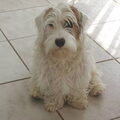 Sealyham Terrier