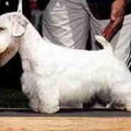 Sealyham Terrier