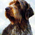 Korthals Griffon