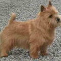 Norwich Terrier