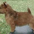 Norwich Terrier