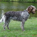 Korthals Griffon