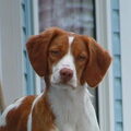 Brittany