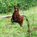 Ierse Setter