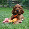 Ierse Setter