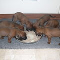Bayerischer Gebirgsschweisshund