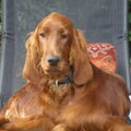 Ierse Setter