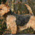 Norwich Terrier