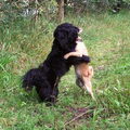 Honden Agenda Open !