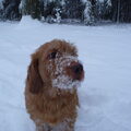Basset Fauve de Bretagne