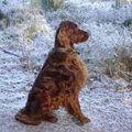Ierse Setter
