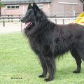 Belgische Herdershond, Groenendaeler