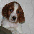 Ierse Setter