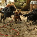 3e teckelwandeling