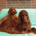 Ierse Setter