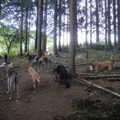 Honden Wandeling Laren