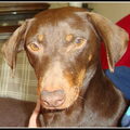 Podenco Maneto