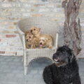 Norwich Terrier