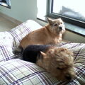 Norwich Terrier