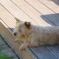 Norwich Terrier