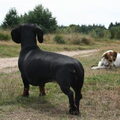 Zondag 17 juni Edese hei, Ede (Gld)