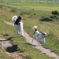 Wandeling strand en dijk Monster (ZH)