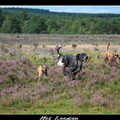 Hondenwandeling 't Leesten, Ugchelen (Gld)
