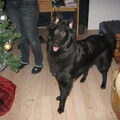 Belgische Herdershond, Groenendaeler
