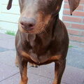 Podenco Maneto