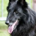 Belgische Herdershond, Groenendaeler