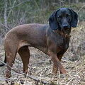 Bayerischer Gebirgsschweisshund
