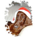 Ierse Setter