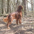Ierse Setter