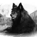 Belgische Herdershond, Groenendaeler