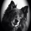 Belgische Herdershond, Groenendaeler