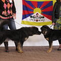 Jonge hondendag Tibetaanse Mastiff Club