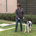workshop TTouch voor honden