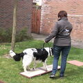 workshop TTouch voor honden