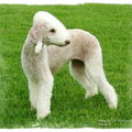 Kampioenschapsclubmatch van de Bedlington Terrier Club