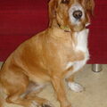 Basset Fauve de Bretagne