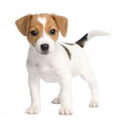 Cursus Fokkerij HOND
