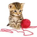 Cursus Fokkerij KAT