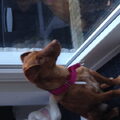 Podenco Maneto