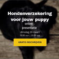 Hondenverzekering voor jouw puppy