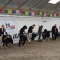 Kamp. Clubmatch Tibetaanse Mastiff Club