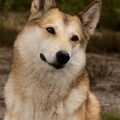 Laika, West Siberische